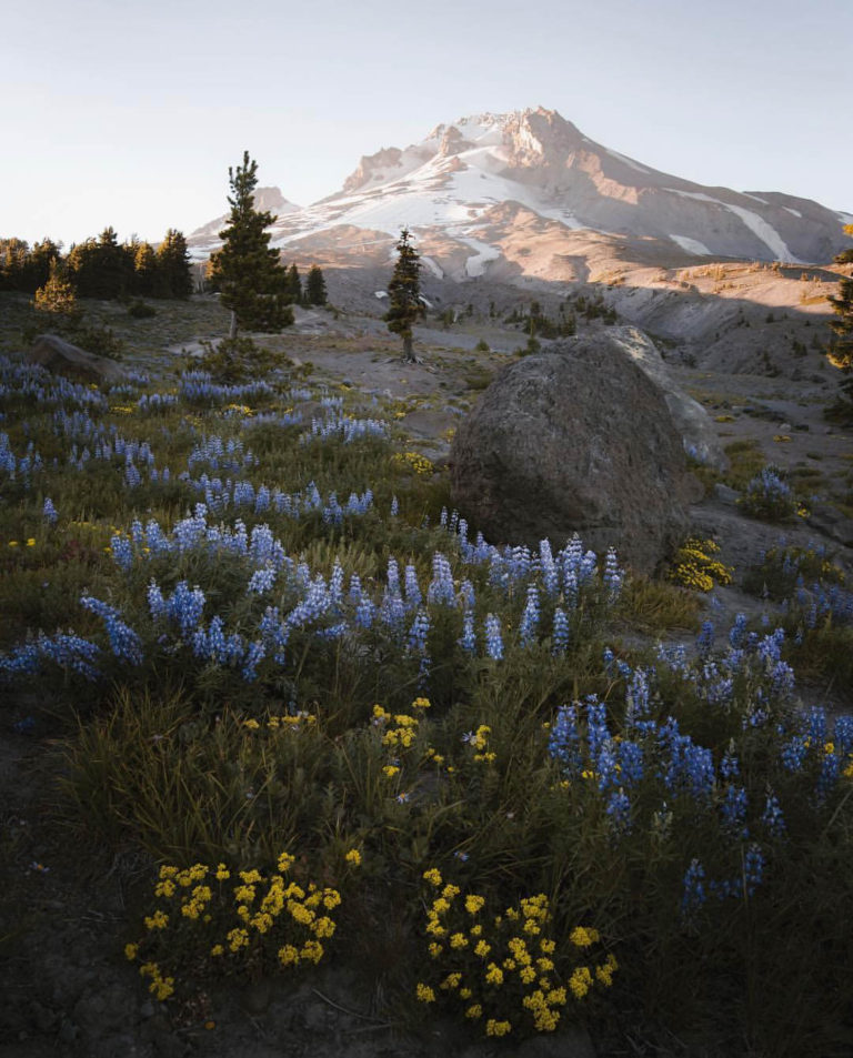 The colorful shapes of Mount Hood National Forest