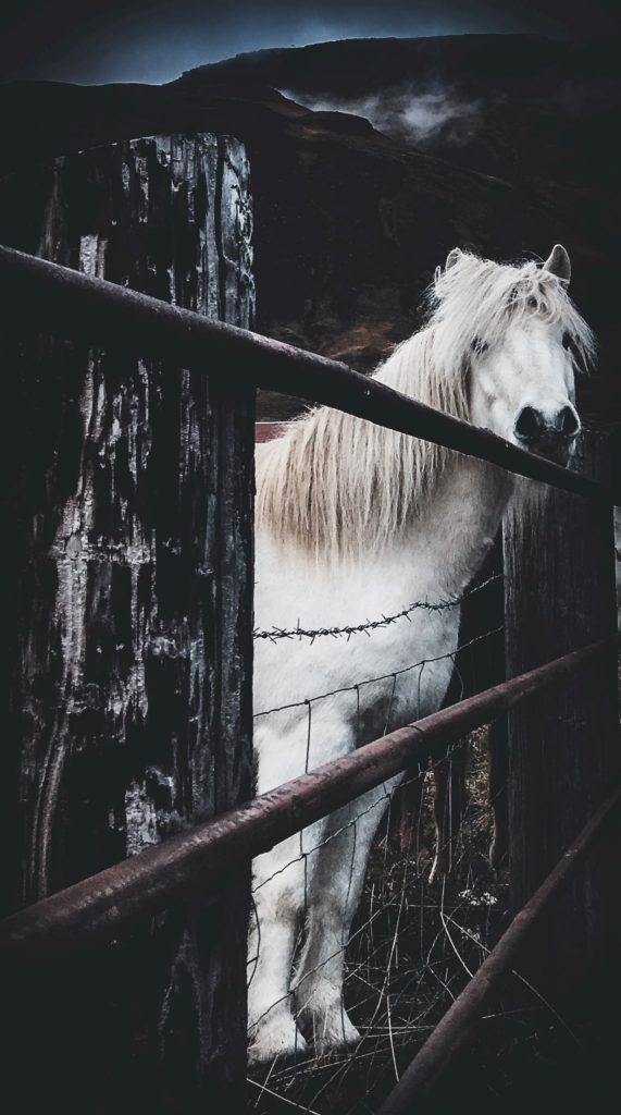 @christina_gamborg and Icelandic horse