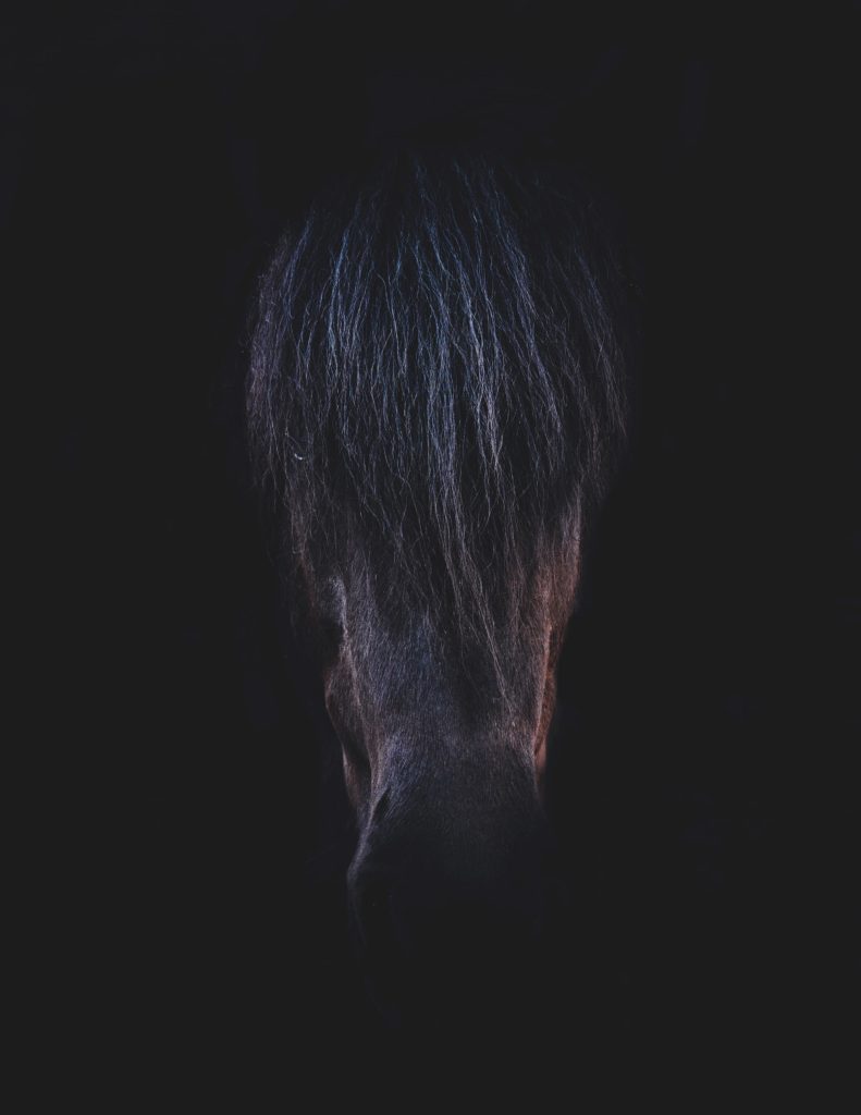 @christina_gamborg and horse portrait