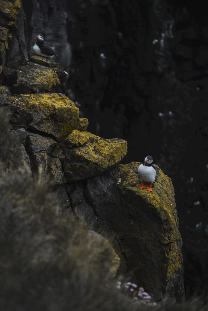 @earthscape_photography_ and Iceland puffins