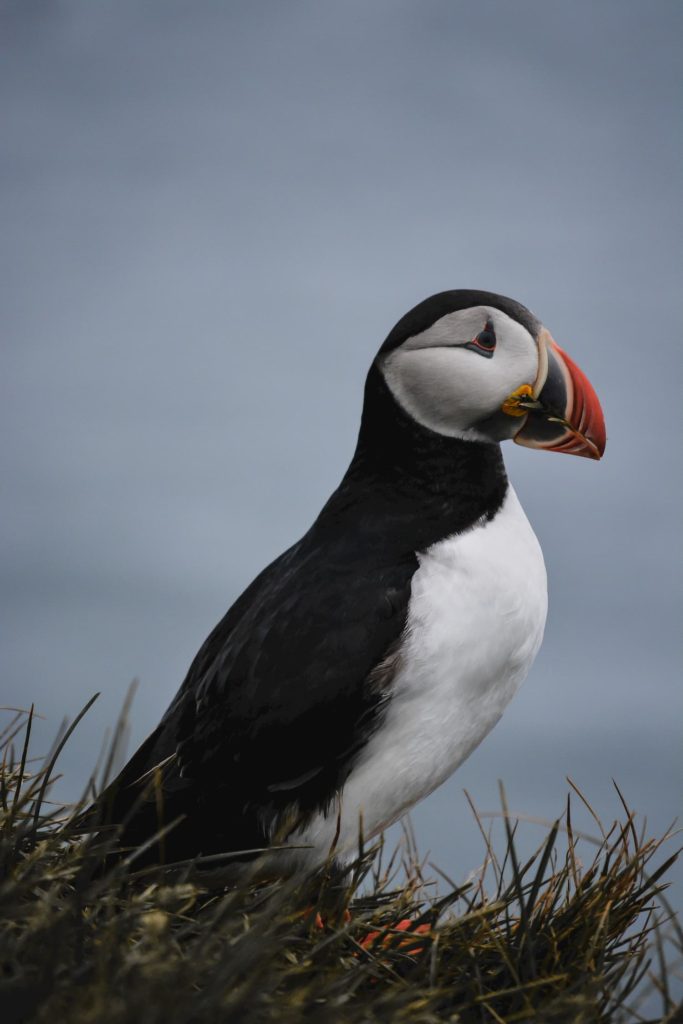 @earthscape_photography_ and puffin