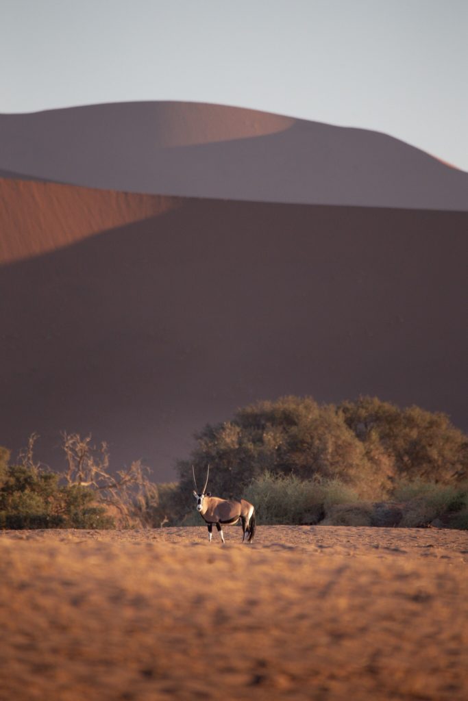 @anfresh and wildlife Namibia