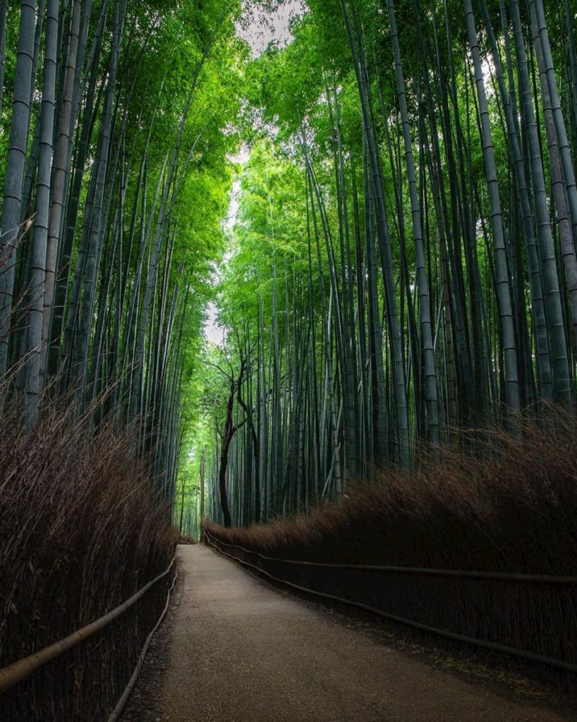 @marco_rokk Japan bamboo