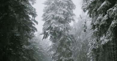 @martenkaehlert and Alone in the Forest
