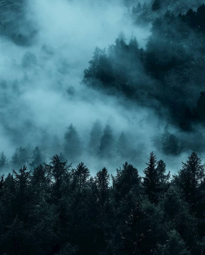@niko_lenatti and fogy forest