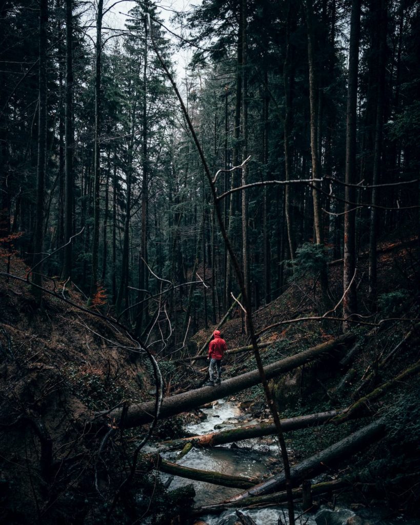 @jonas.pfister and forest