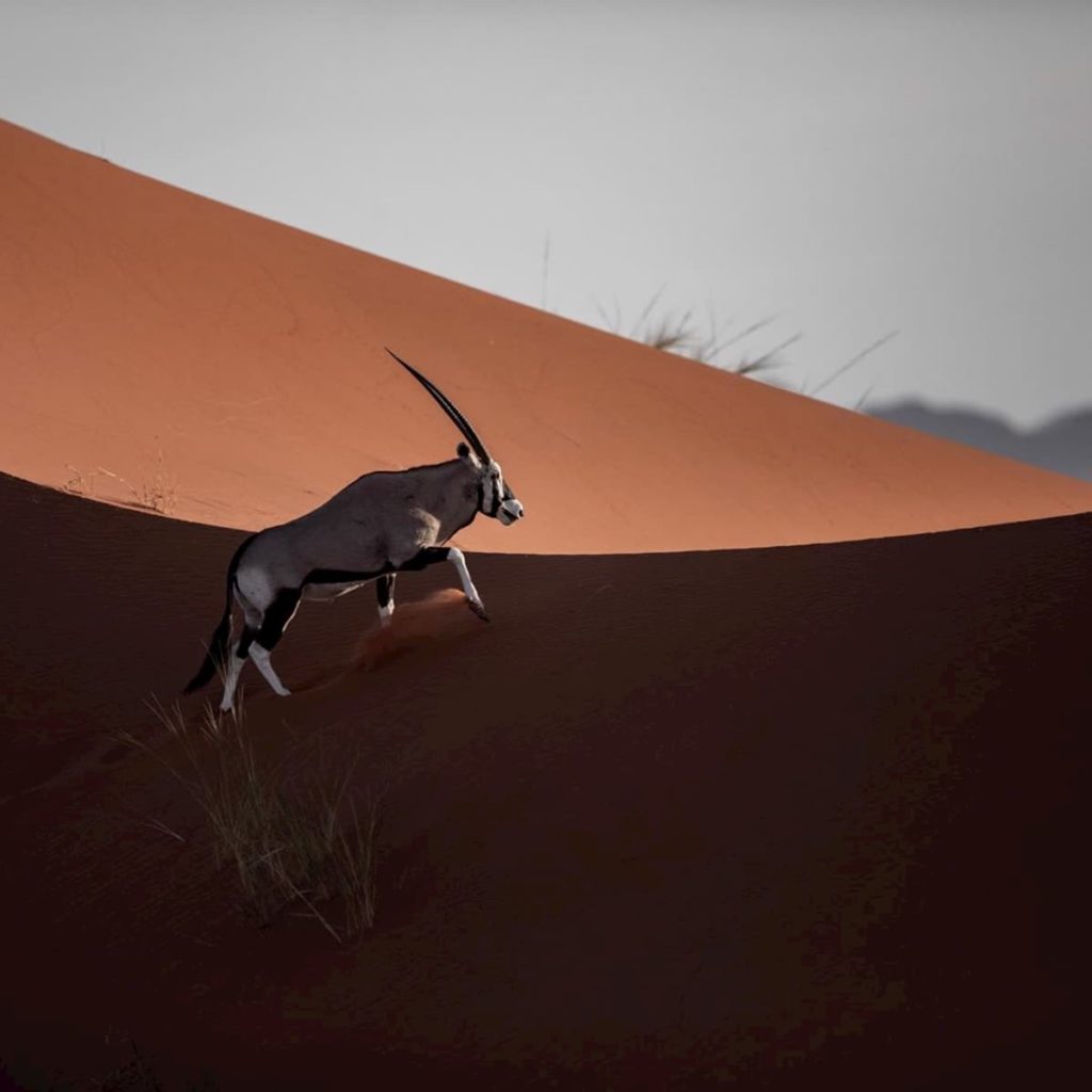 @jandre_namibia_photo_ and wildlife dune