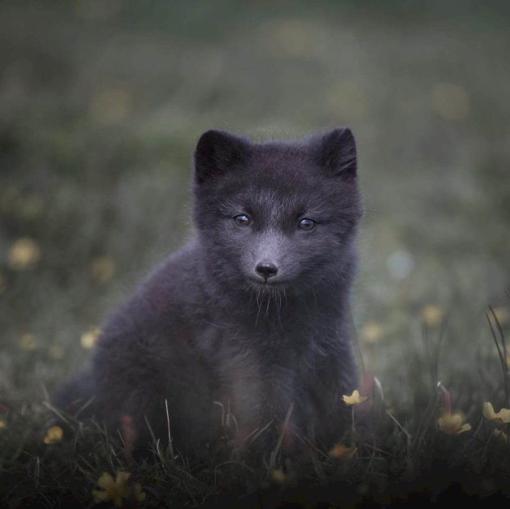 @florianhoferphoto and Icelandic fox