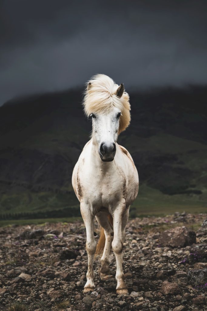 @florianhoferphoto and Icelandic horse