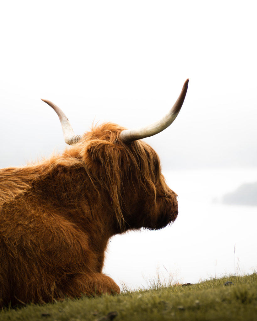 @miquelserrra and Scotland wildlife