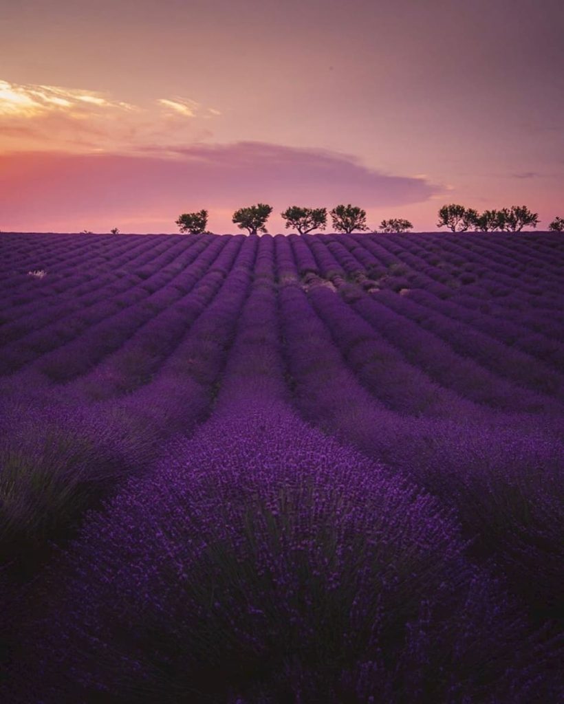 @ghislain_fave and Italy flowers