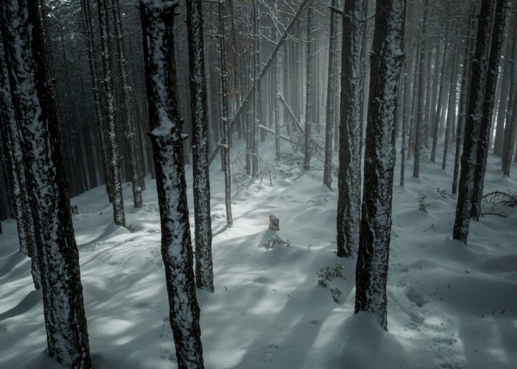 @konstantinos_vasilakis and snowed forest