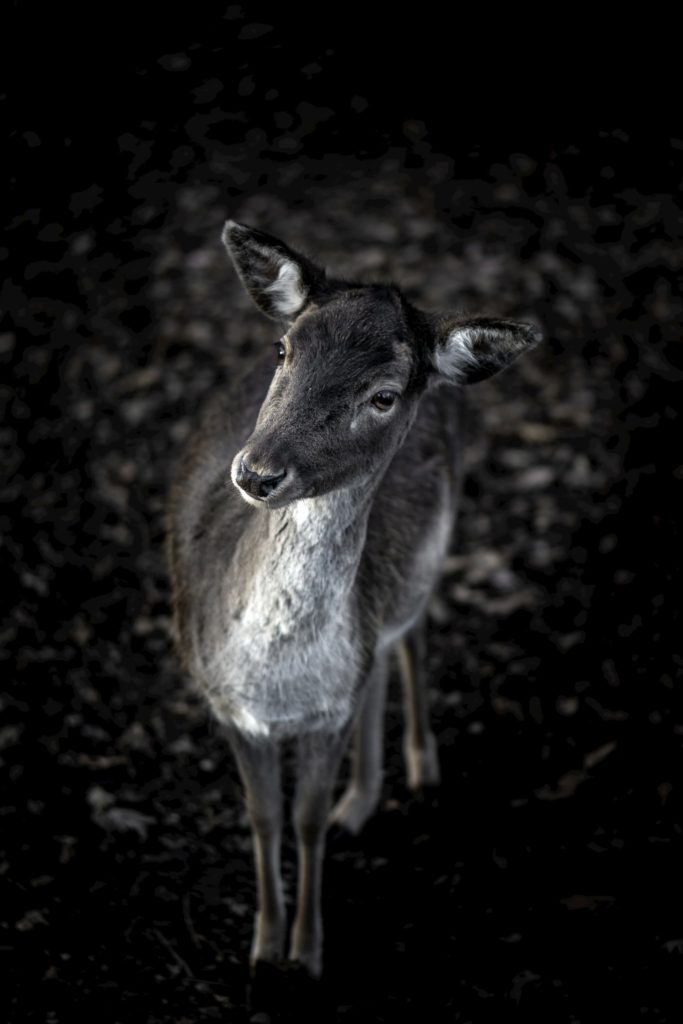 @_carlisalvarez_ and deer