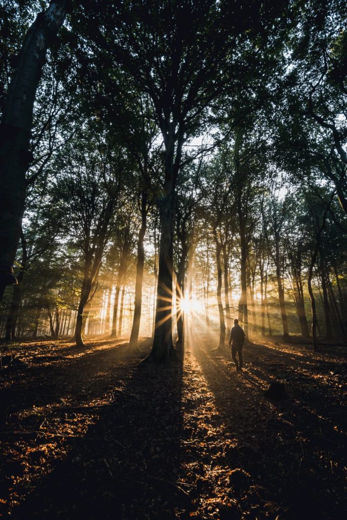 @dylanshuphotography and forest sunset