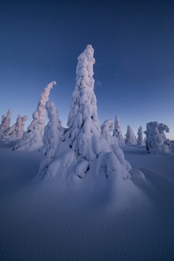 @jeangabrielsoula and Finland Tree