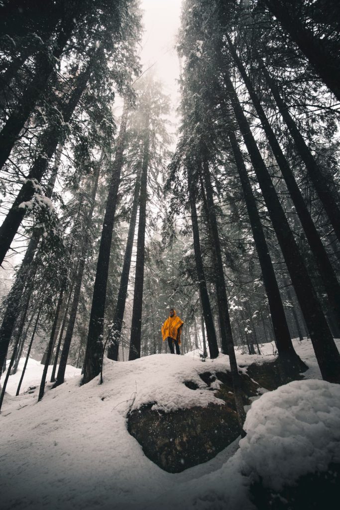 @lpapilllus and Forest view