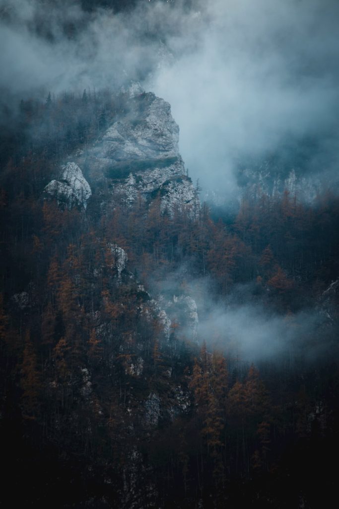 @grega.stamenovic and forest foggy view