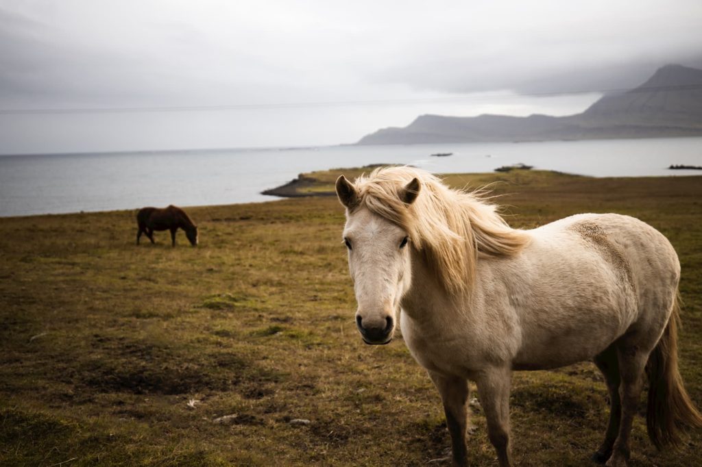 @to.fl0w and Iceland wildlife