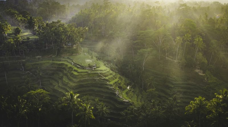 @ben.glassco and rice fields Bali