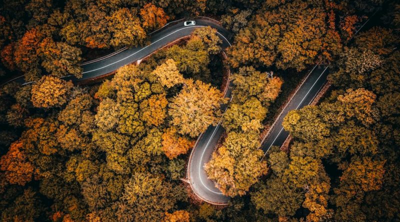 @dejan.kide and Fruška Gora forest road view