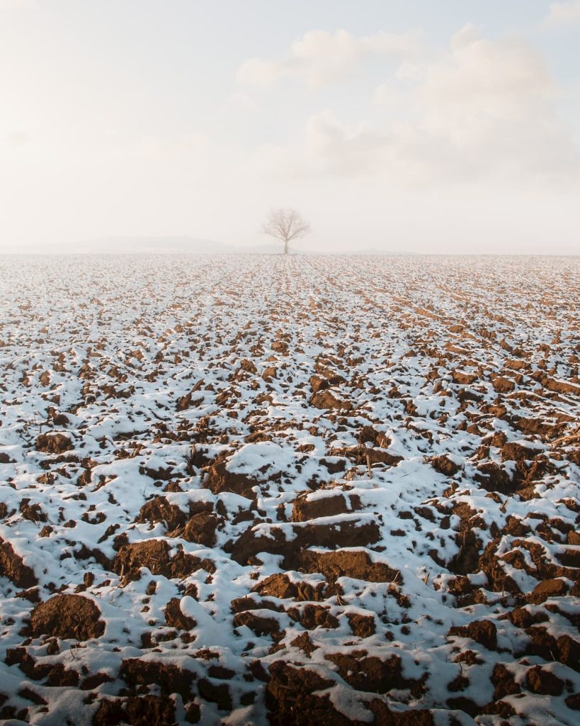 @aurels_travels and lonely tree