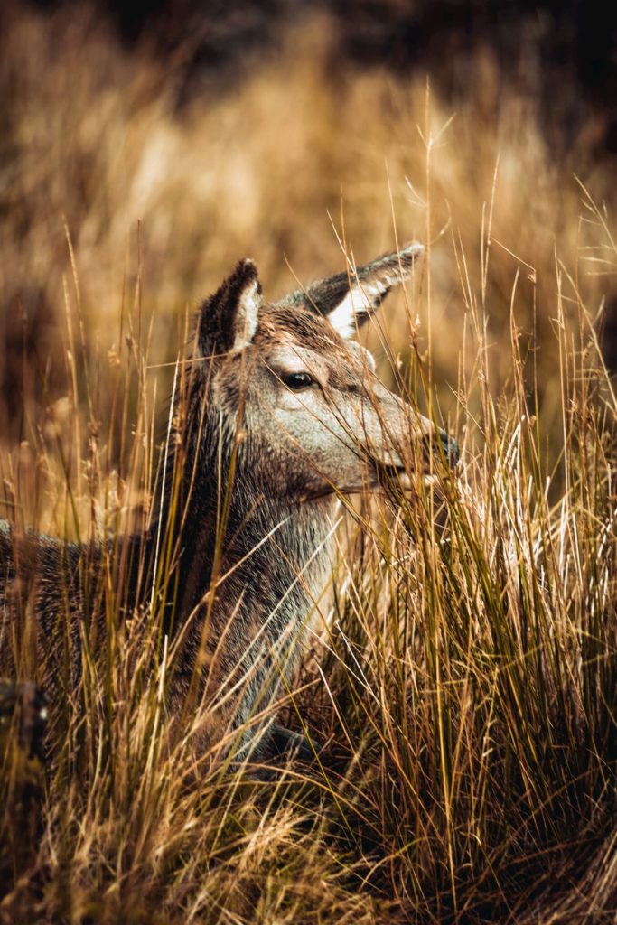 @buttery.visuals and Deer Scotland