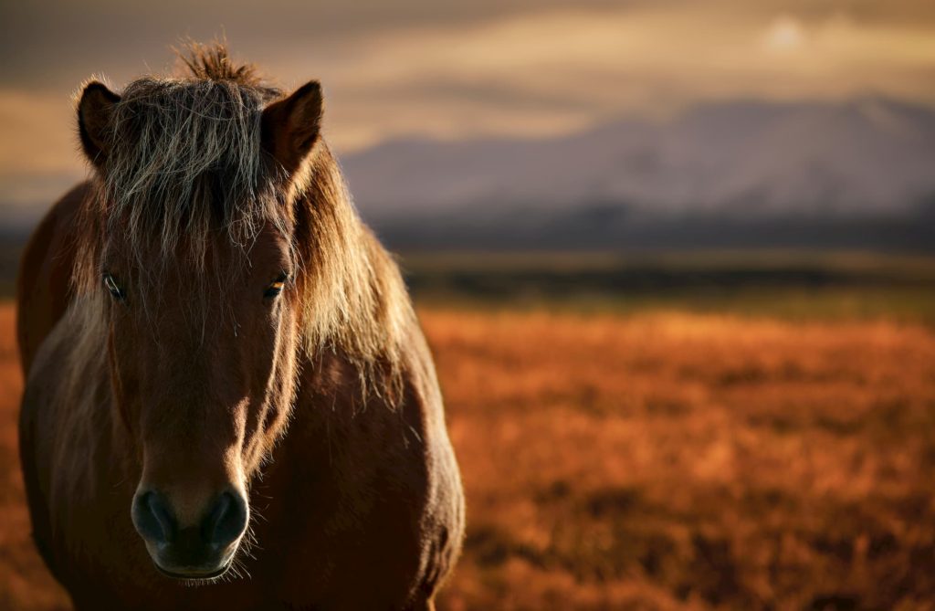 @photoadventures.ch and Icelandic Horse - IS