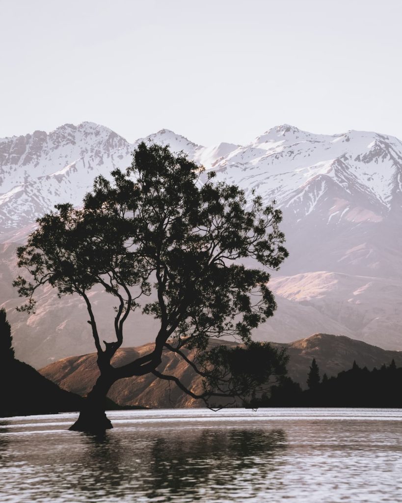 @21streetz and That Wanaka Tree