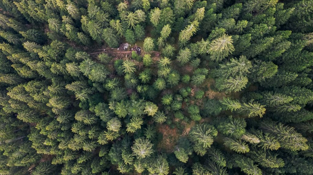 @angel.ehb and aerial forest view