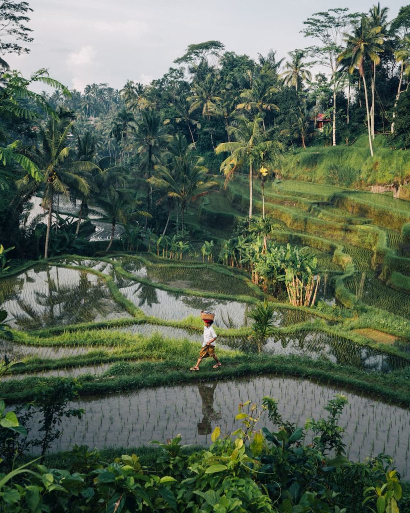 @be_mesmerized and Bali ricefields