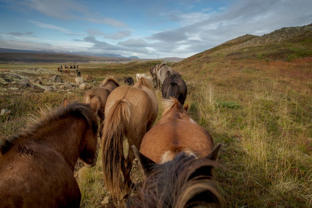 @hennametz and Iceland horseriding