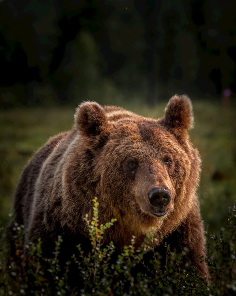 @hennametz and bear, Finland