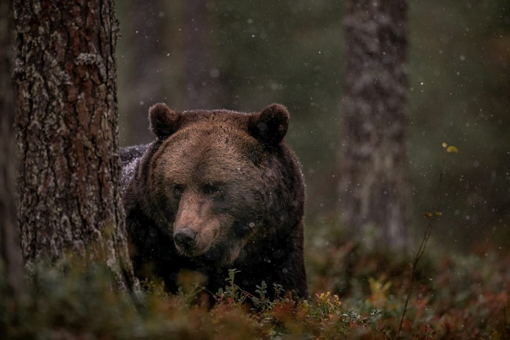 @hennametz and brown bear, Finland