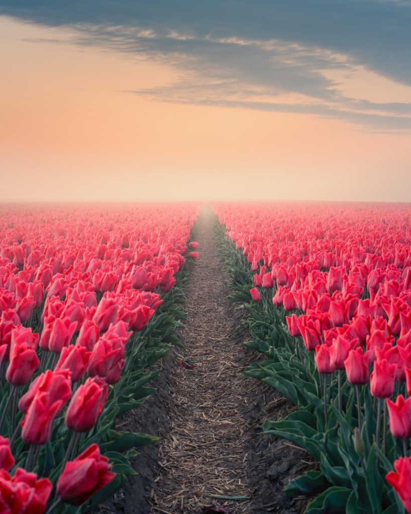 @nick_skeyes and Tulip view, The Netherlands