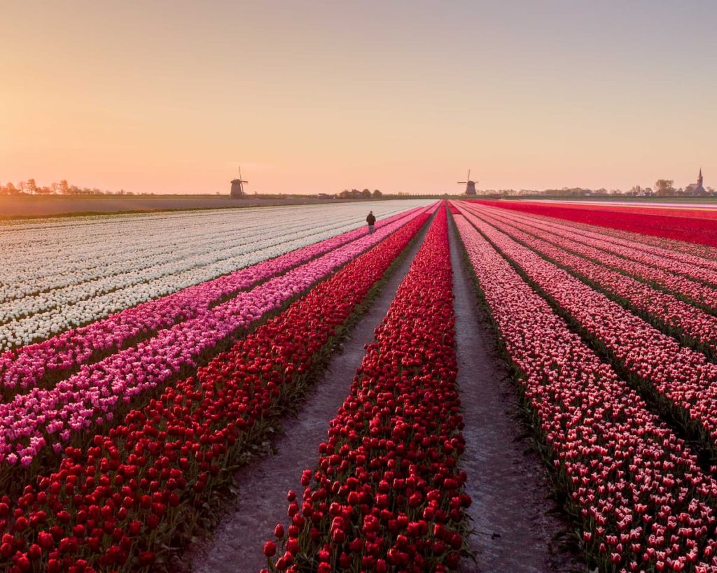 @nick_skeyes and morning tulips