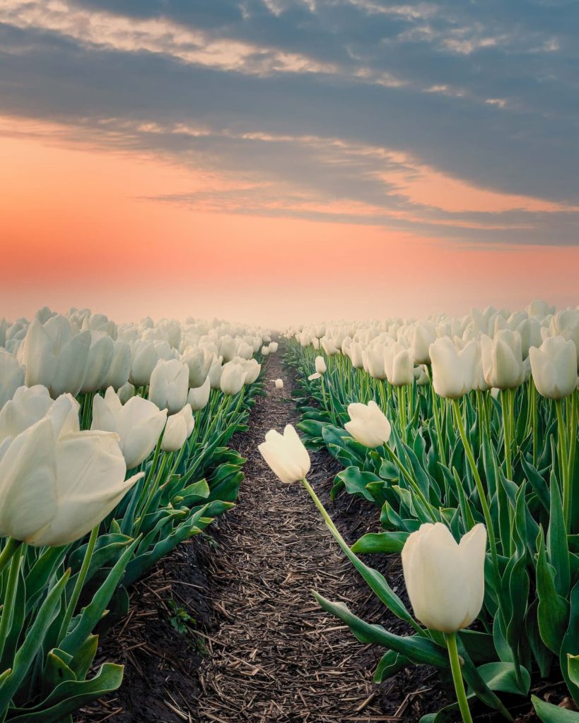 @nick_skeyes and tulips, The Netherlands