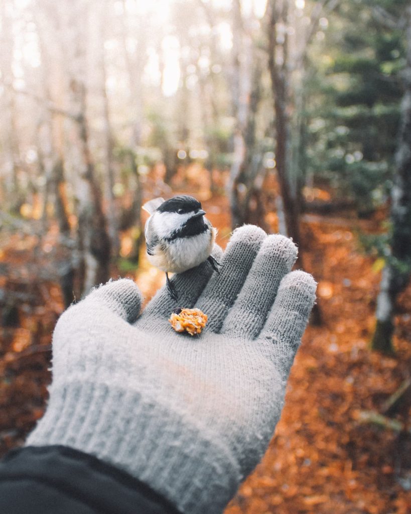 @riley_jensen_photo and bird