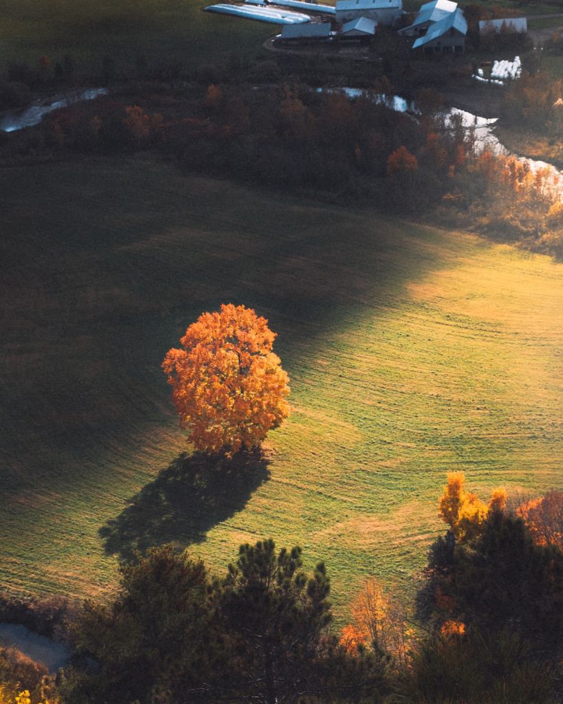 @riley_jensen_photo and lonely tree