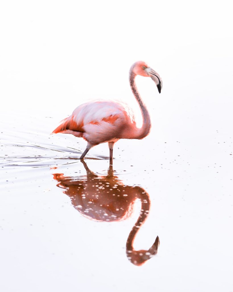 @savinscherer and Galapagos - Flamingo