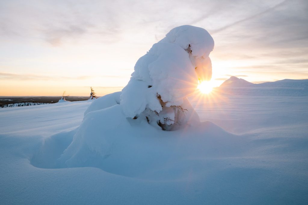 Sculptured trees, Finland