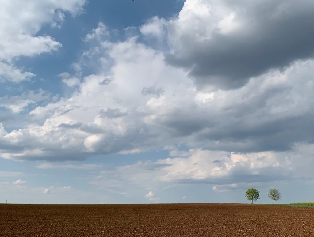 @a.m_aus_z and lonely trees