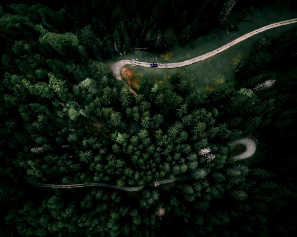 @ilynx_ and forest aerial view