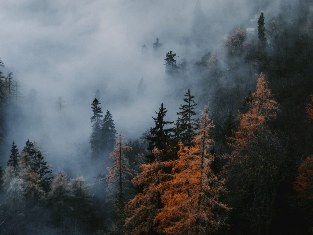 @sebomittermeier and foggy forest