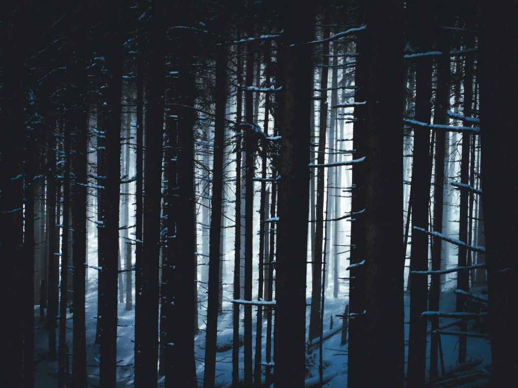 Forest - Polish Tatras