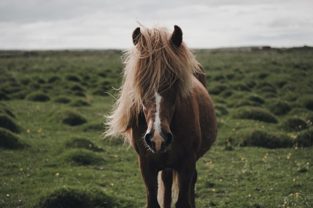 Icelandic horses