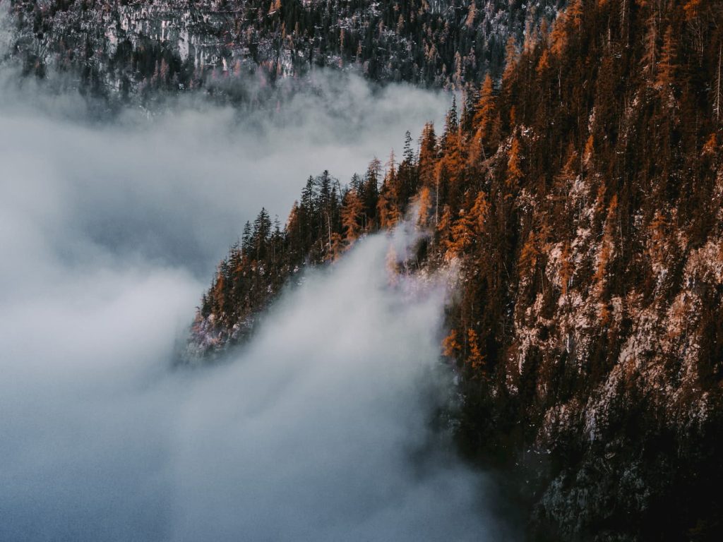 Sebastian Mittermeier and forest view