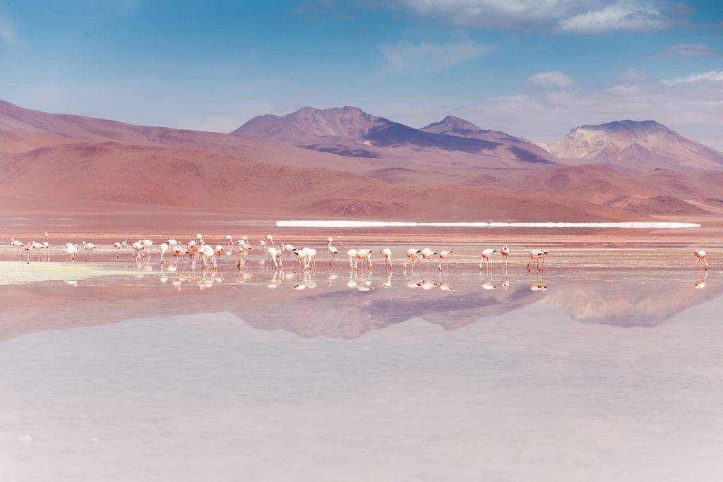 @the_backdoortraveller and Flamingos