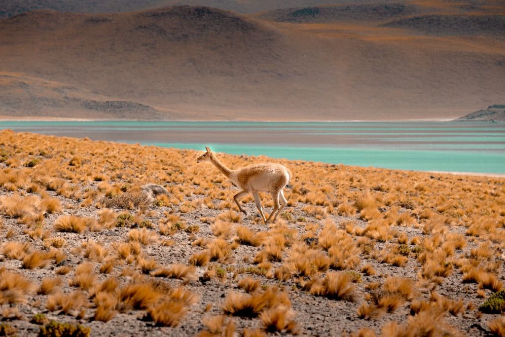 @the_backdoortraveller and Peru