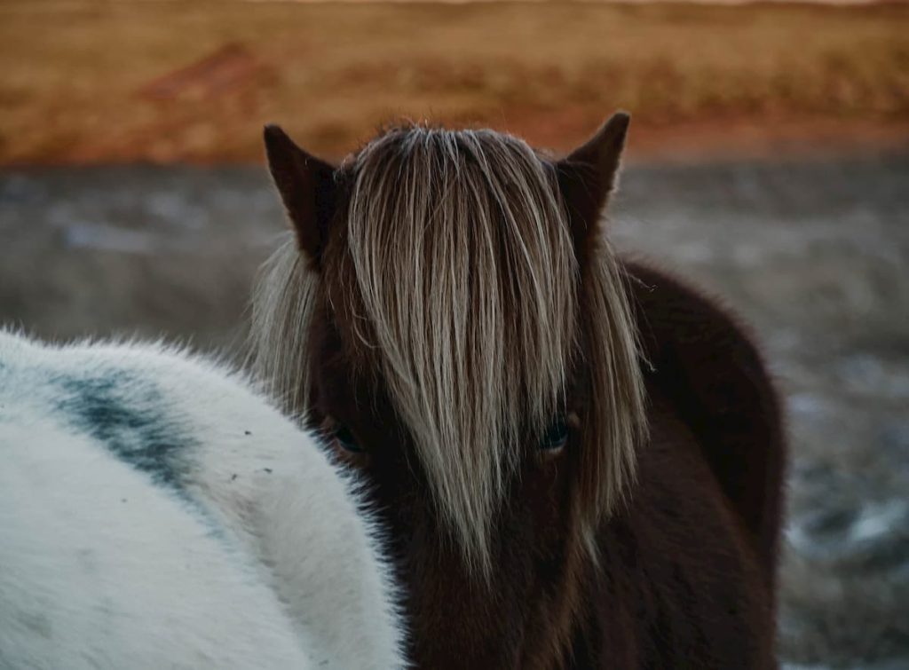 @unoeilsurlemonde_iceland_horses