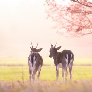 Richmond_Park_deer_sunrise